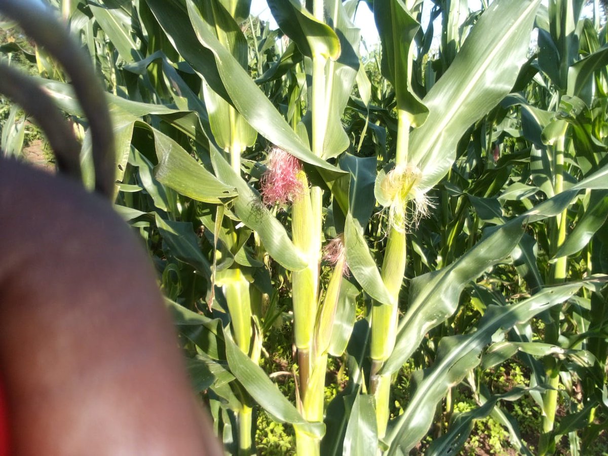 Kabare Sector/KAYONZA DISTRICT tweet media