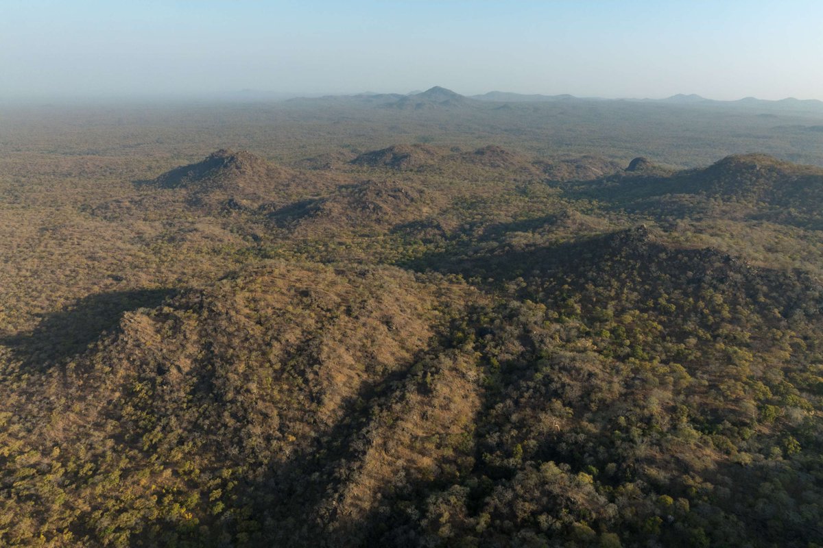 African Parks tweet media