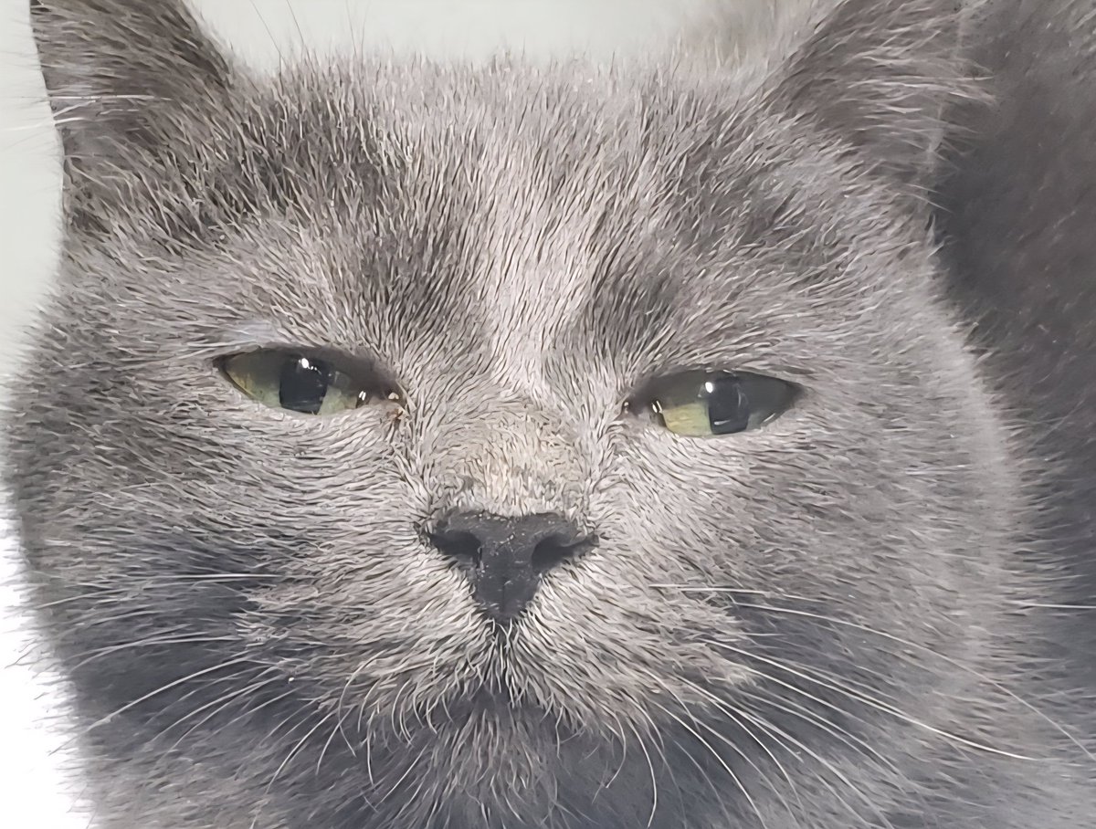 かー🐈🐾 tweet media