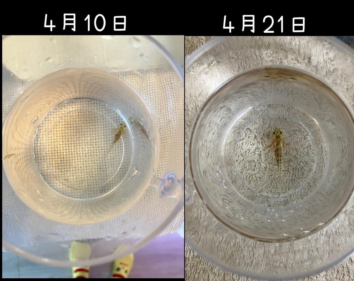 きもも tweet media