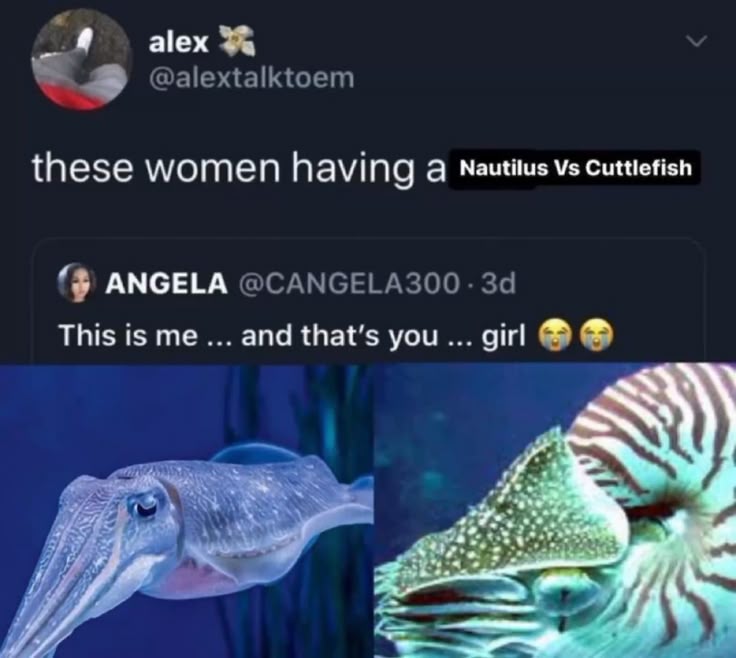 shadoomf🪲🇵🇸(homunculus enjoyer) tweet media