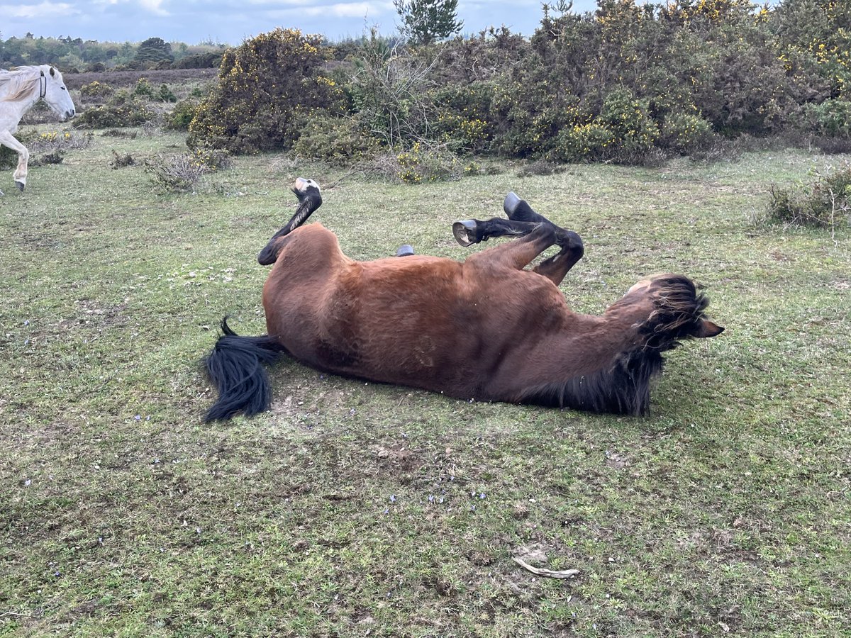 TravellingTrev's tweet image. Rock ‘n roll #NewForest 🌳🌲❤️🐴