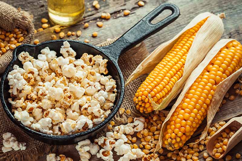 Gardeners_Path_'s tweet image. How to Plant and Grow Popcorn for DIY Gourmet Kernels - If you love the buttery crunch of perfectly popped corn, why not try growing it in your garden? Learn how to plant and grow popcorn now on Gardener's Path. gardenerspath.com/plants/vegetab… #popcorn #growyourown