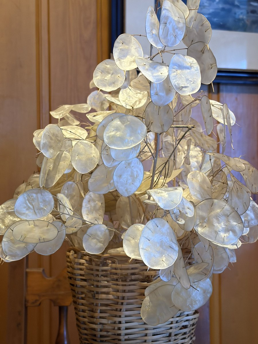 Como se llaman estas hojitas?