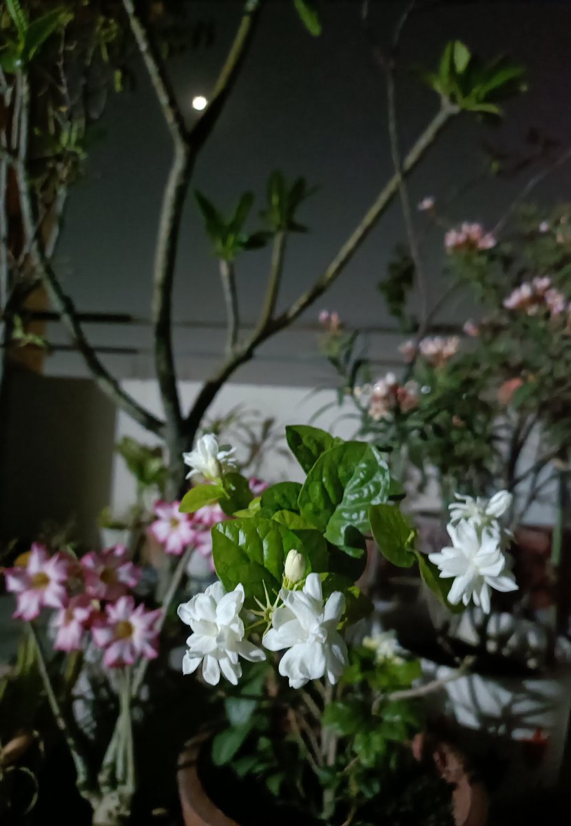 Iqtibas اقتباس tweet media