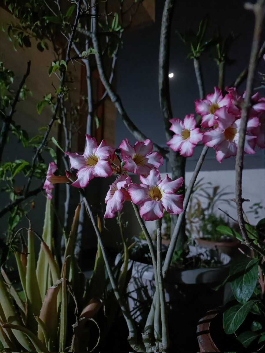 Iqtibas اقتباس tweet media