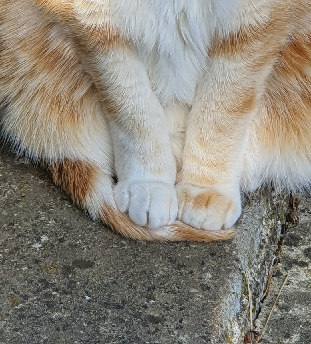 Trois petits poulpes dans un trench coat tweet media