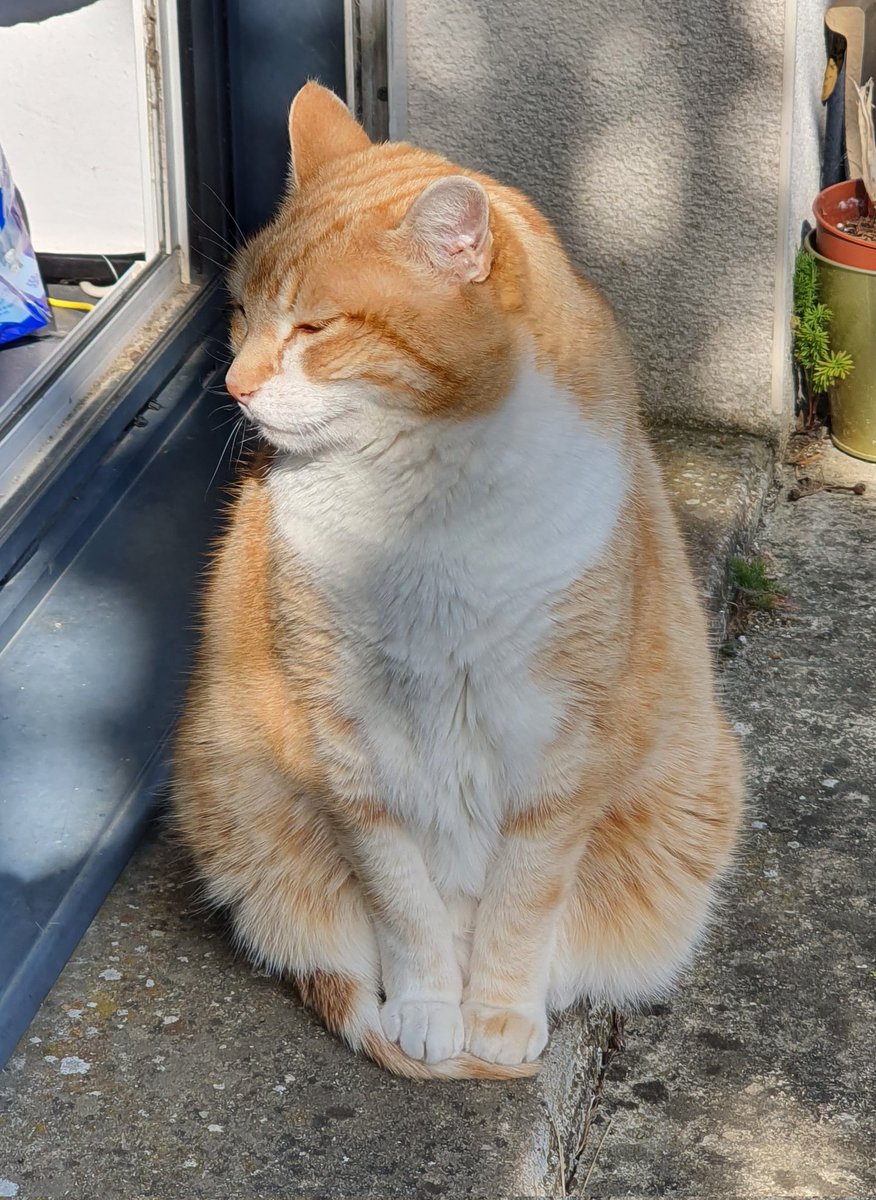 Trois petits poulpes dans un trench coat tweet media
