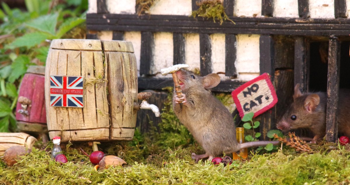 George the Mouse in a log pile house - Simon dell tweet media