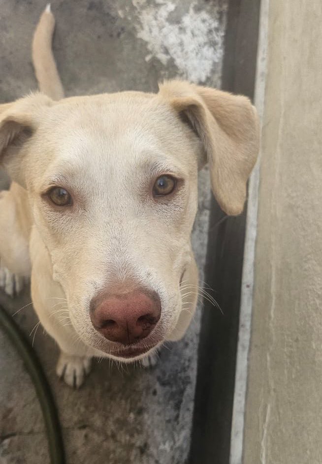 𝙷𝚎𝚕𝚊 𝙼𝚘𝚛𝚎 🐶 tweet media