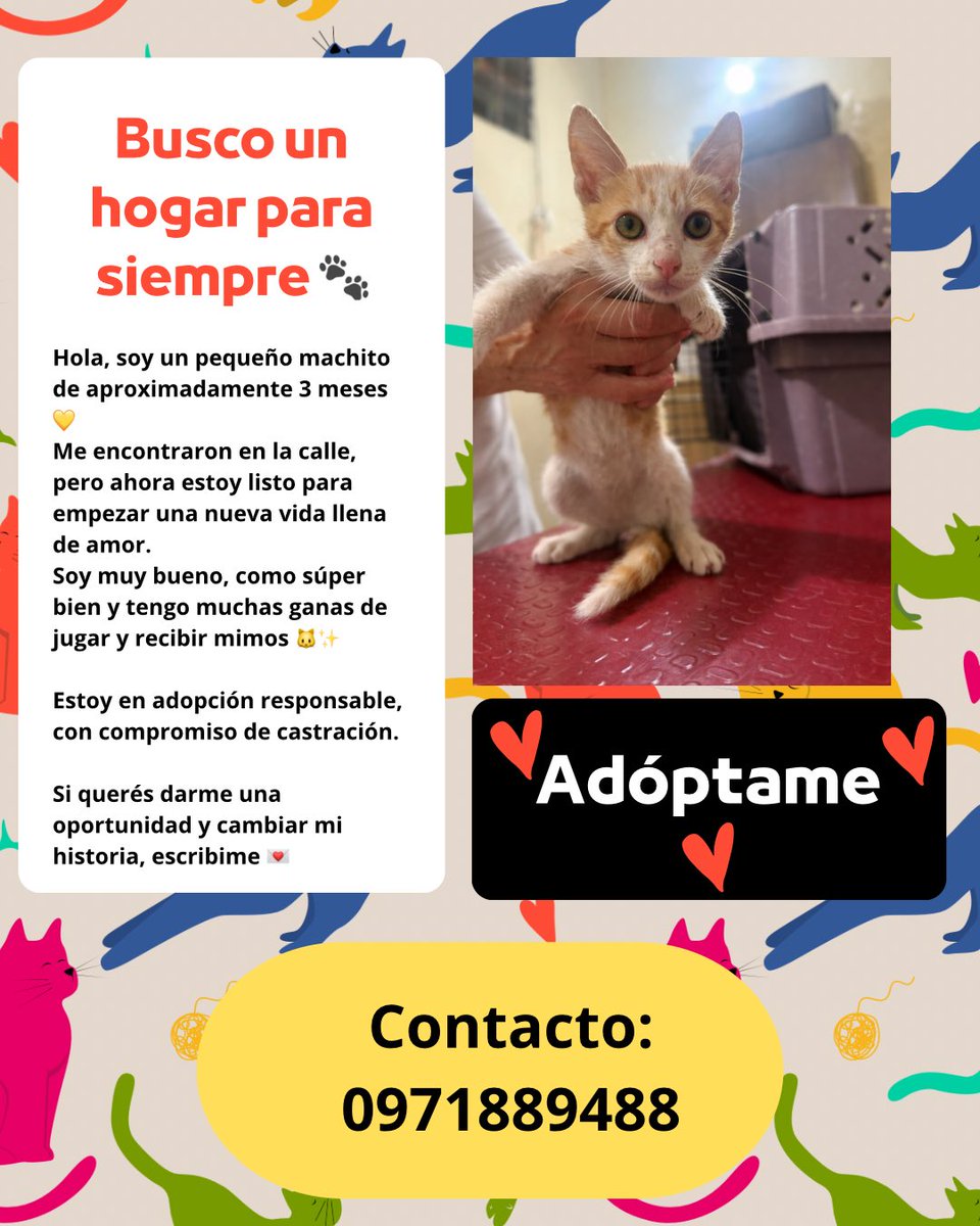 GArietti's tweet photo. Este hermoso naranjito 🍊🦁 
Está en busca de una flia que lo ame y por sobre todo, que le cuide mucho🫶🏽 https://t.co/eYyD4A42Ix