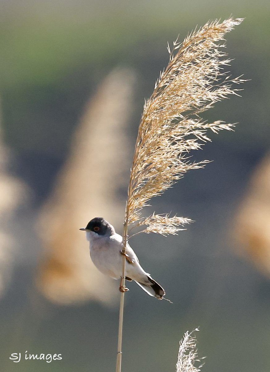 AlanDaviesbirds's tweet image. This is what birds do! They make us smile, or in this case extremely happy! Sarah-Jane enjoys seeing her 2000th species of bird, Menetriese’s Warbler &amp;amp; it’s just visible in 2nd photo honestly! #birding #birds #birdwatching