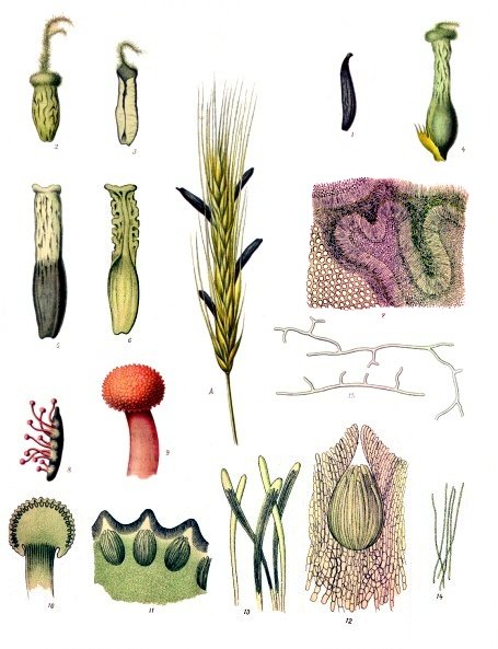 LeilandTanner's tweet photo. A tare among the wheat is one who bears the form of discipleship, draws life from the same covenant soil, yet produces no nourishing fruit. 

When matured, it reveals bitterness instead of life and carries ergot-like poisons -deluding and nauseating all who consume even a little. https://t.co/L22fRAvZOe