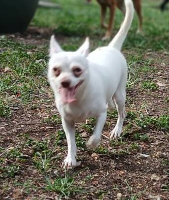 Guadeloupe Animaux tweet media