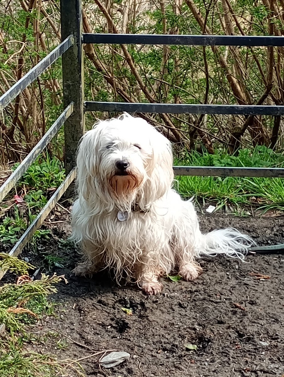 ChristinaC55885's tweet image. Benmore Viewpoint,Dunoon , Argyll today.
#benmore #Dunoon #Argyll