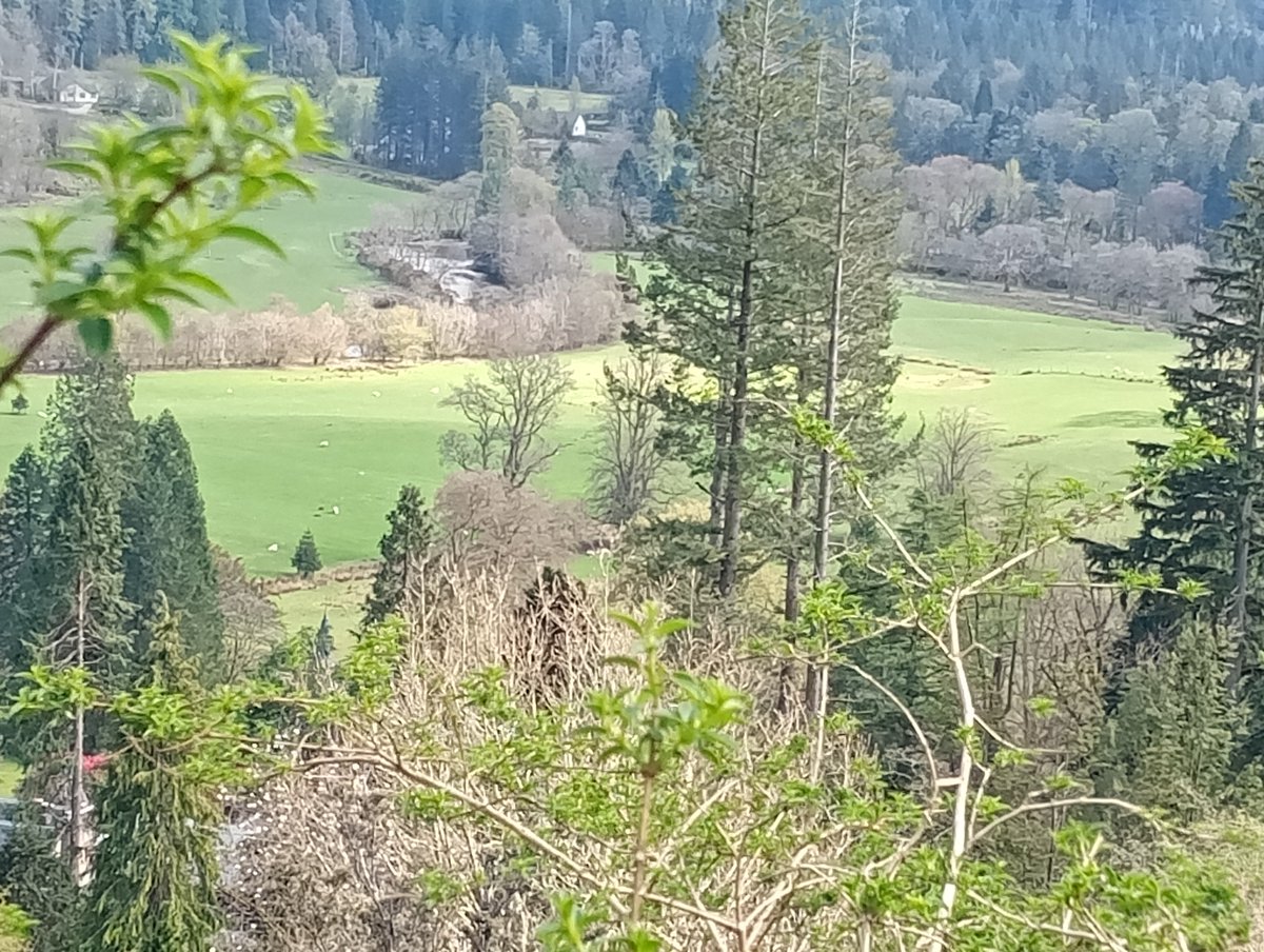 ChristinaC55885's tweet image. Benmore Viewpoint,Dunoon , Argyll today.
#benmore #Dunoon #Argyll