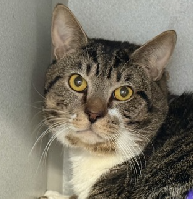 🆘🆘 SPAGHETTI (ID 247935), 4 YO, MALE –  IN MANHATTAN ACC - came into the shelter as a stray on 2/19/2026.   🆘🆘 😿 😿 😿 😿

➡️TBD 4/23/26

➡️ NEW HOPE PARTNER RESCUE ONLY

➡️ TOO LOW ON PLEDGES TO STIMULATE RESCUE INTEREST

➡️🆘🆘 8TH Chance on Emergency Placement List –