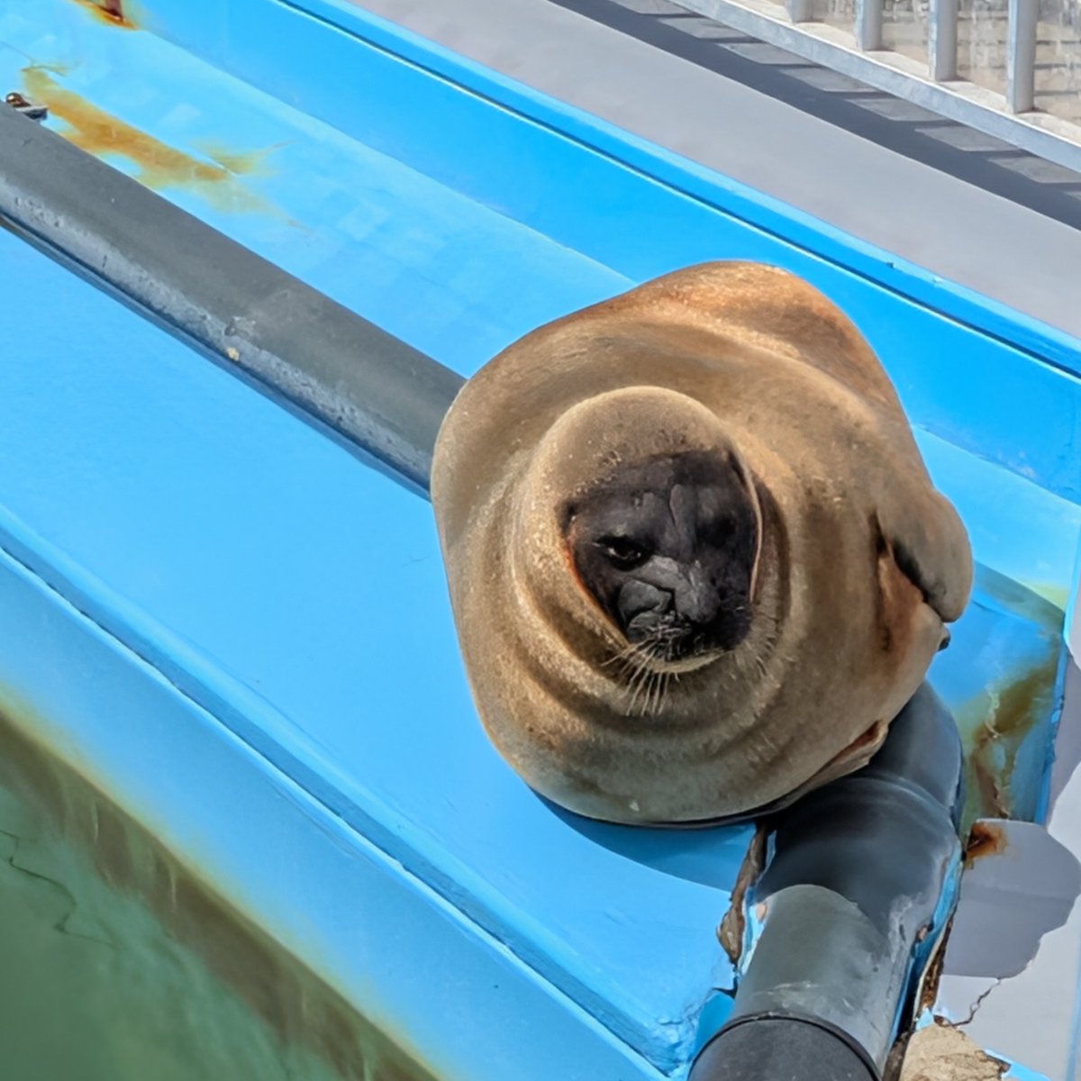 オホーツク･ガリンコタワー株式会社 tweet media