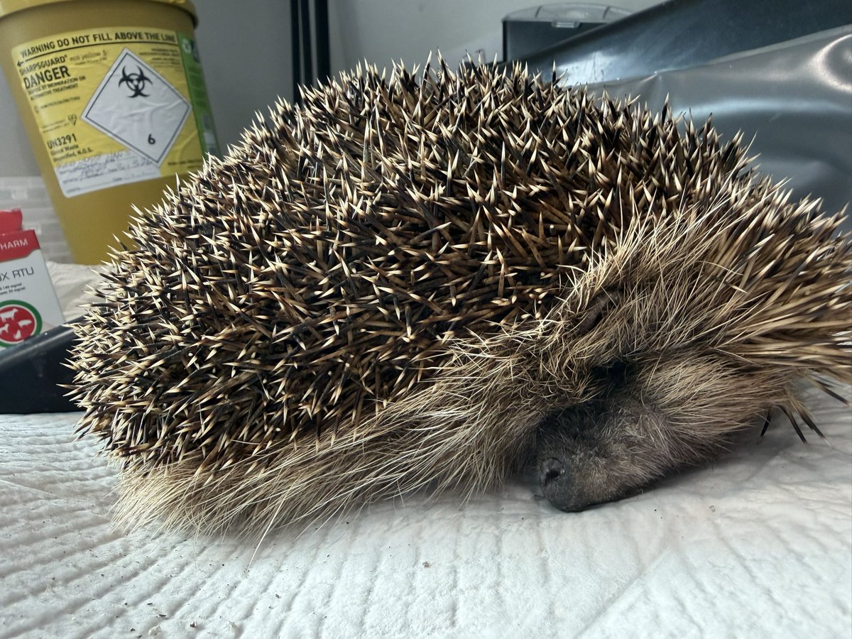 Prickle Lodge - Hedgehog Rescue tweet media