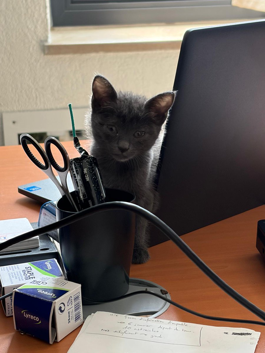 Sauvetage 😺 | Dimanche, nos scootéristes Centre sont intervenus rue du Fort Saint Jean après avoir été interpelés par des enfants du quartier qui leur signalent deux chattons abandonnés. Les animaux sont recueillis et confiés à une association de protection des animaux.