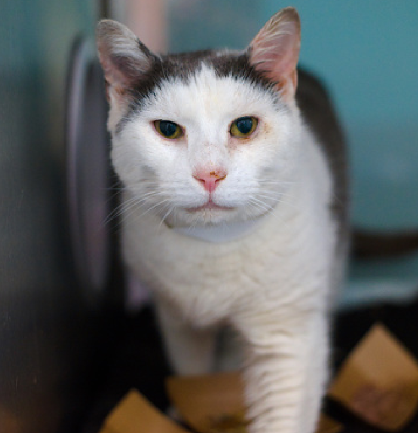 JLthekid9999's tweet photo. 🆘🆘 LOKI-LI (ID 751791), 10 YO,  MALE–  IN QUEENS ACC - came into the shelter as a stray on 4/11/2026.    🆘🆘 😿 😿 😿 😿

➡️TBD 4/23/26

➡️ SENIOR ALERT

➡️ MEDICAL PRIORITY – NEEDS MORE CARE AND ATTENTION THAN THE SHELTER CAN PROVIDE – IN FELINE ICU

➡️ TOO LOW ON PLEDGES TO STIMULATE RESCUE INTEREST

➡️ 🆘🆘  3RD Chance on Emergency Placement List – NO ROOM IN SHELTER – WILL NOT BE GIVEN MUCH MORE TIME – VERY HIGH EU/SILENT KILL RISK– 🆘🆘 😱🔥🔥😱

➡️ 11 DAYS IN SHELTER – TOO LONG – TIME IS RUNNING OUT

➡️ LOKI-LI IS ON THE EPL FOR MEDICAL REASONS –Loki-Li is a senior cat that has allowed very limited handling while in our care. Loki-Li has had a decreased appetite and lethargy while in shelter and has not tolerated attempts at providing supportive care. Loki-Li would benefit from a quiet low stress environment so their medical concerns can be addressed appropriately. APPETITE ISSUES ARE A DEATH SENTENCE IN THE SHELTER. This evaluation/diagnosis means that LOKI-LI will be given very little time for rescue/foster/adoption.🔥🔥🔥🔥

Loki-Li interacts with the observer and appreciates attention, but he has a tendency to flick the tip of his tail (indicating a potential for overstimulation), a grumble when being lifted. It should be noted that he is currently being treated for some medical conditions which may be affecting his behavior/temperament. His behavior remains suitable for an adopter with an average amount of experience, provided the adopter is aware of these behaviors and is able to comfortably manage them. Though we believe this cat is displaying behaviors appropriate for moderately cat parents, he may not be a great fit for children and would do best in an adult-only home. ❤️ 😻❤️ 😻❤️ 😻

NEEDS OUT OF SHELTER ASAP –

Please RT or pledge, if you can, to save this little one.

@AdamsPaulGrimke

💔😿🙏Thank you