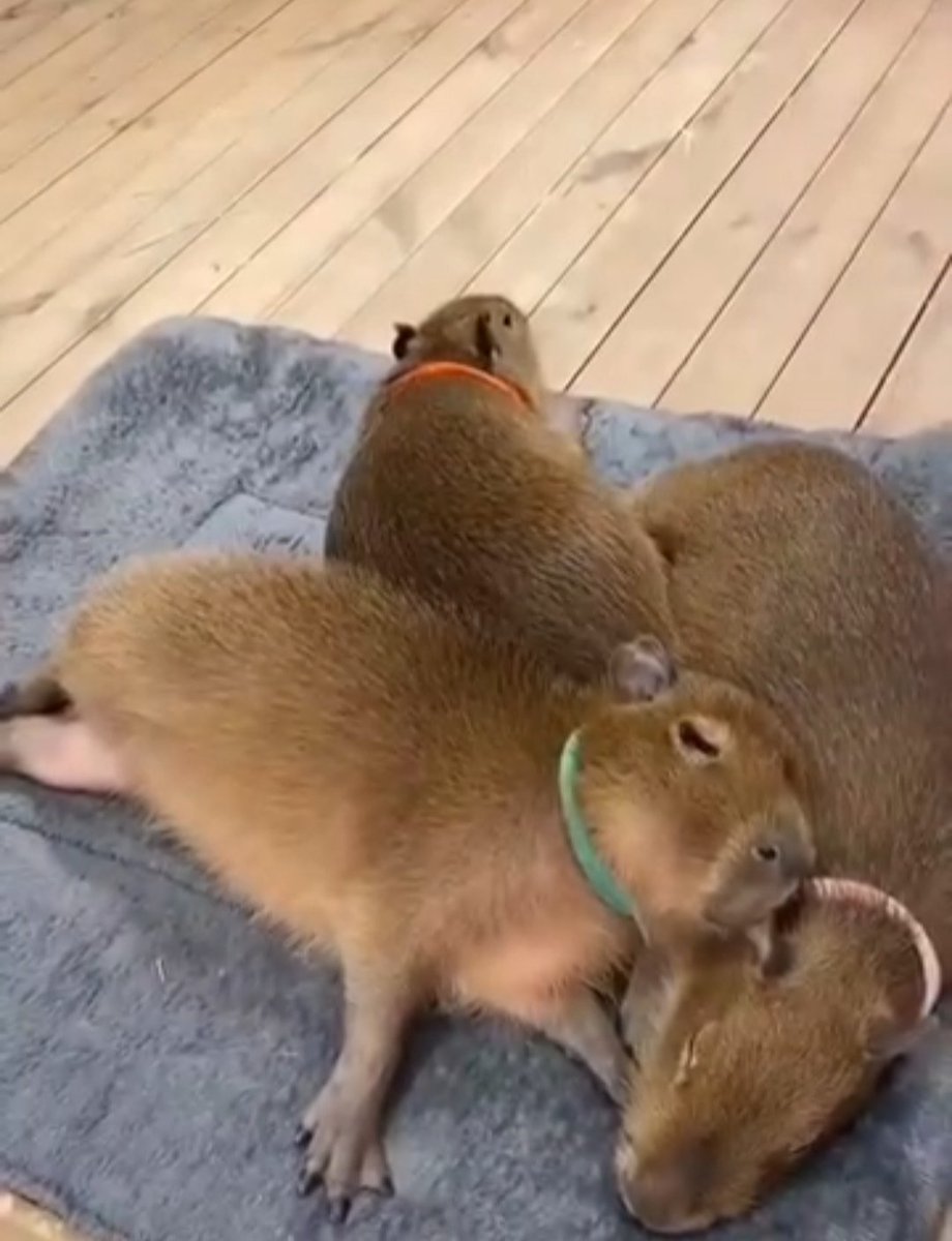 CapybarasOnX's tweet photo. 今日もお疲れ様。この寝顔見て癒されよう…。💤 https://t.co/KW0unvzeVC