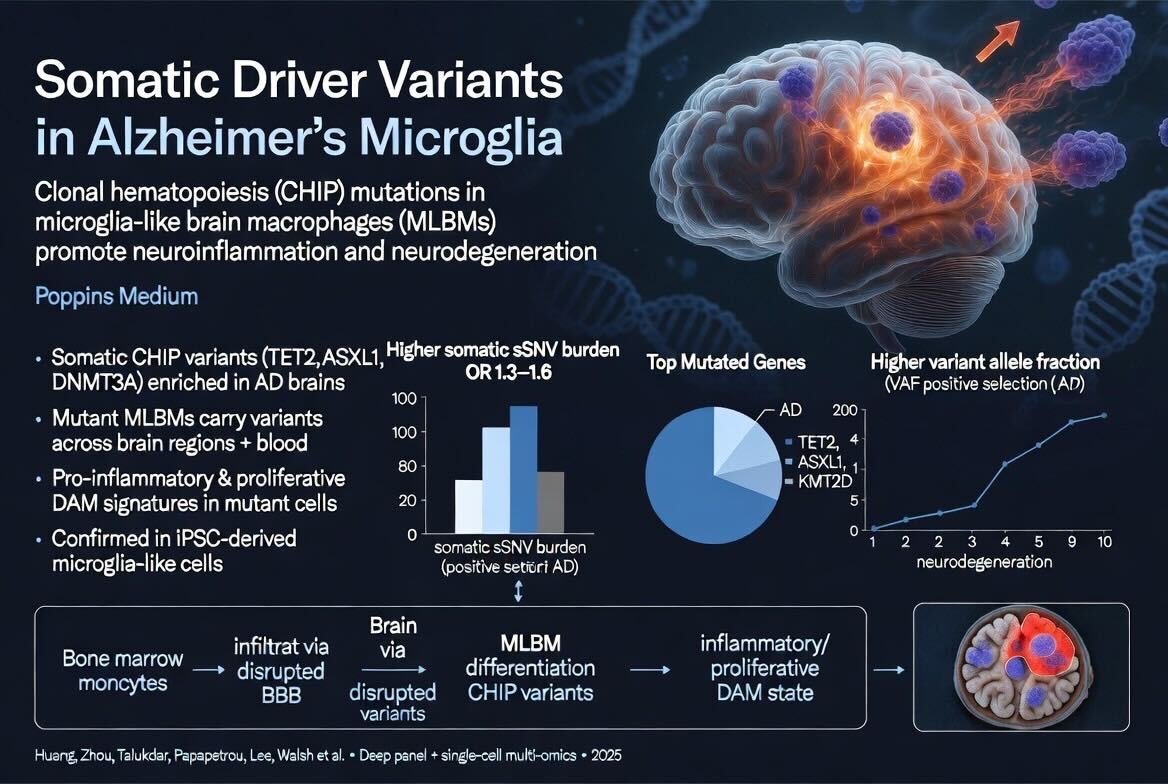 Alzheimer’s is not just protein buildup. It is clonal evolution inside the brain.

New data from <a href="/CellCellPress/">Cell</a> shows microglia can carry cancer-like mutations, the same driver variants seen in blood disorders.

These cells expand, outcompete normal ones, and lock into a