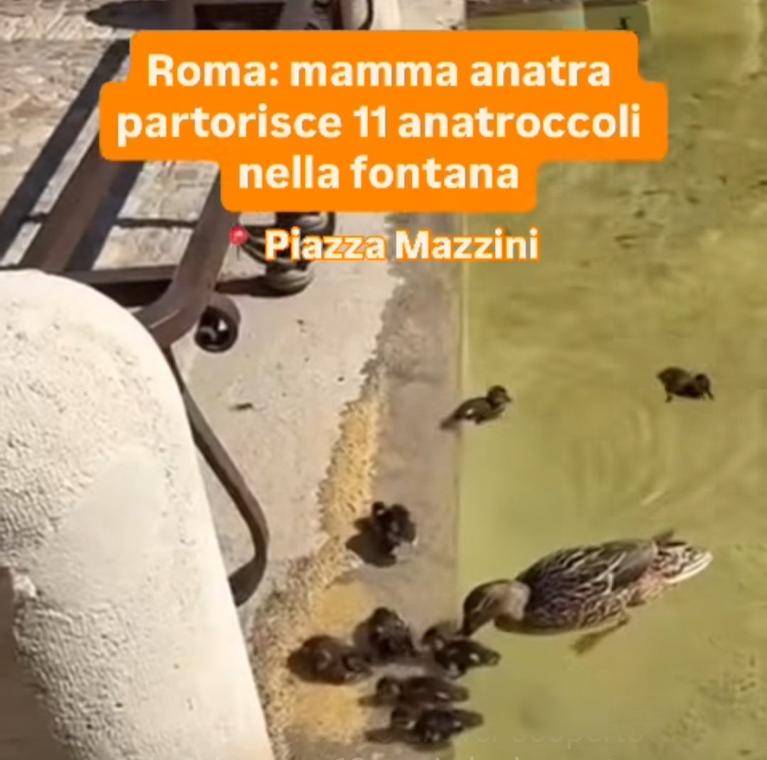 Nicola Bressi tweet media