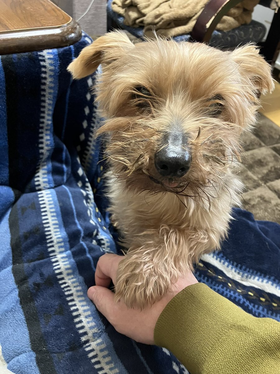 くろべた tweet media