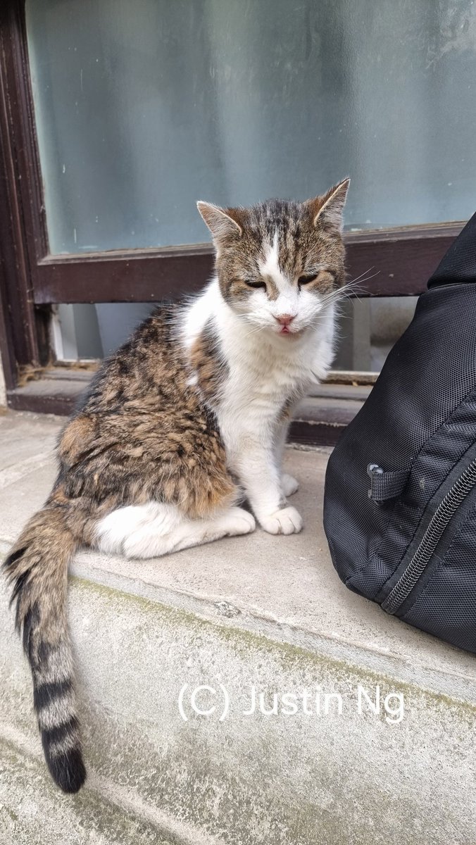 Justin Ng tweet media