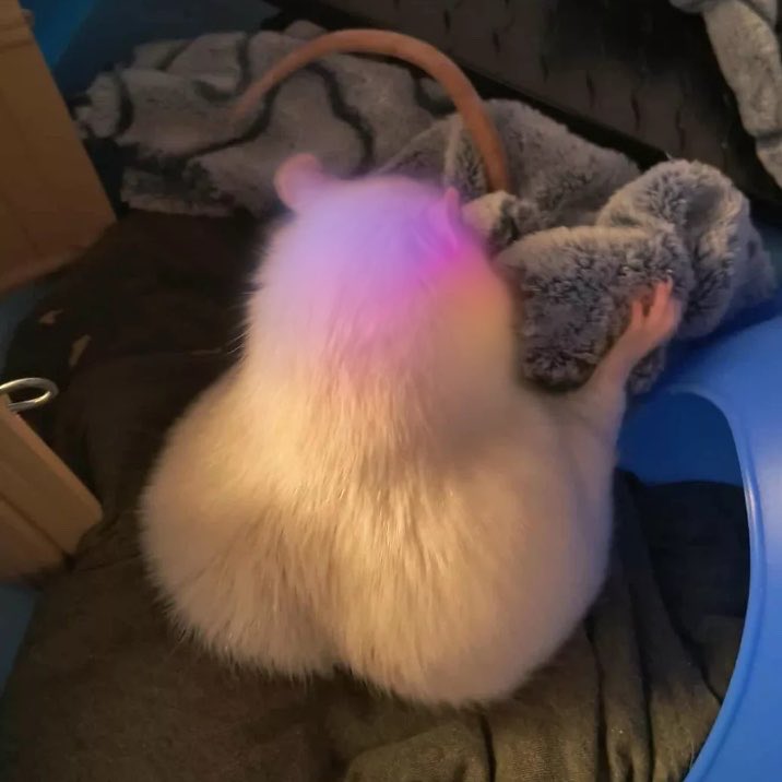 🐀ྀིྀིྀིྀིྀི tweet media