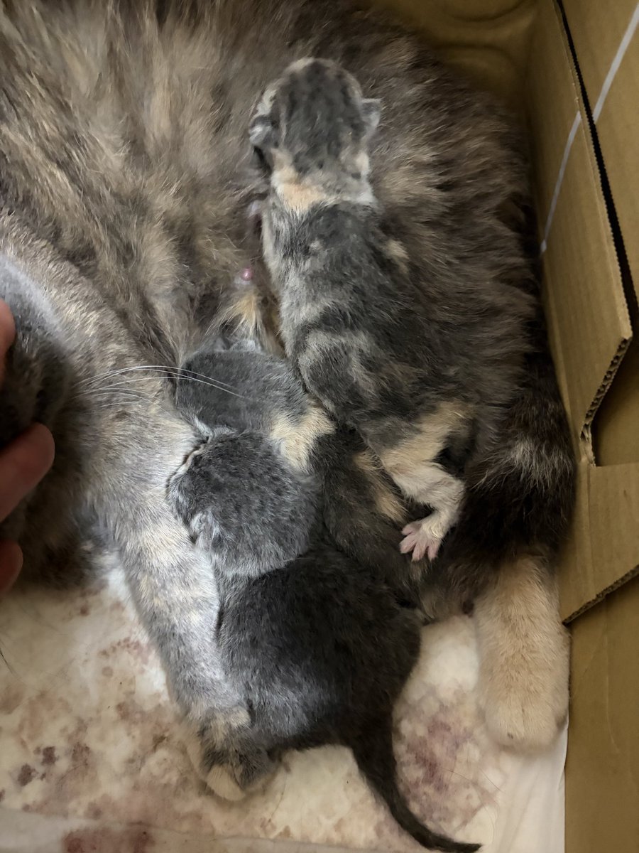 ゆたこ tweet media