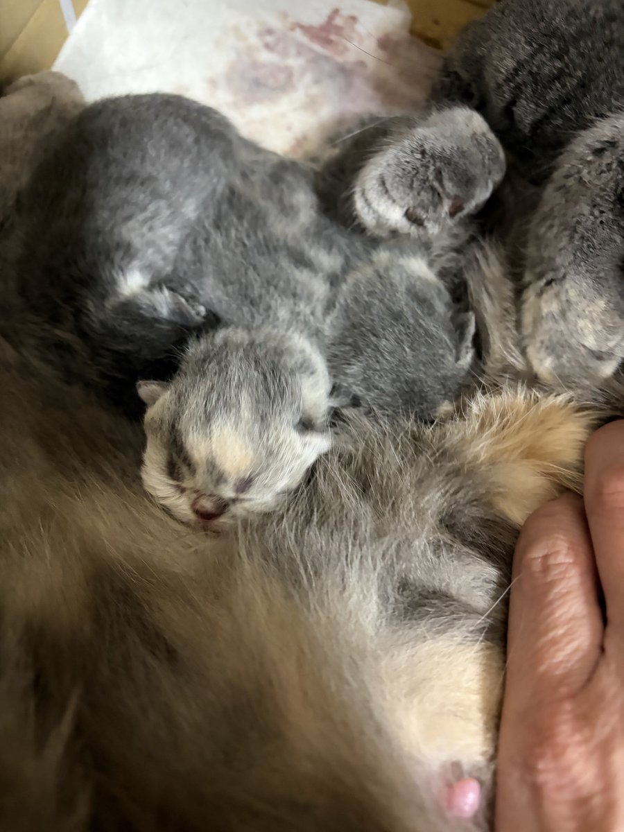 ゆたこ tweet media