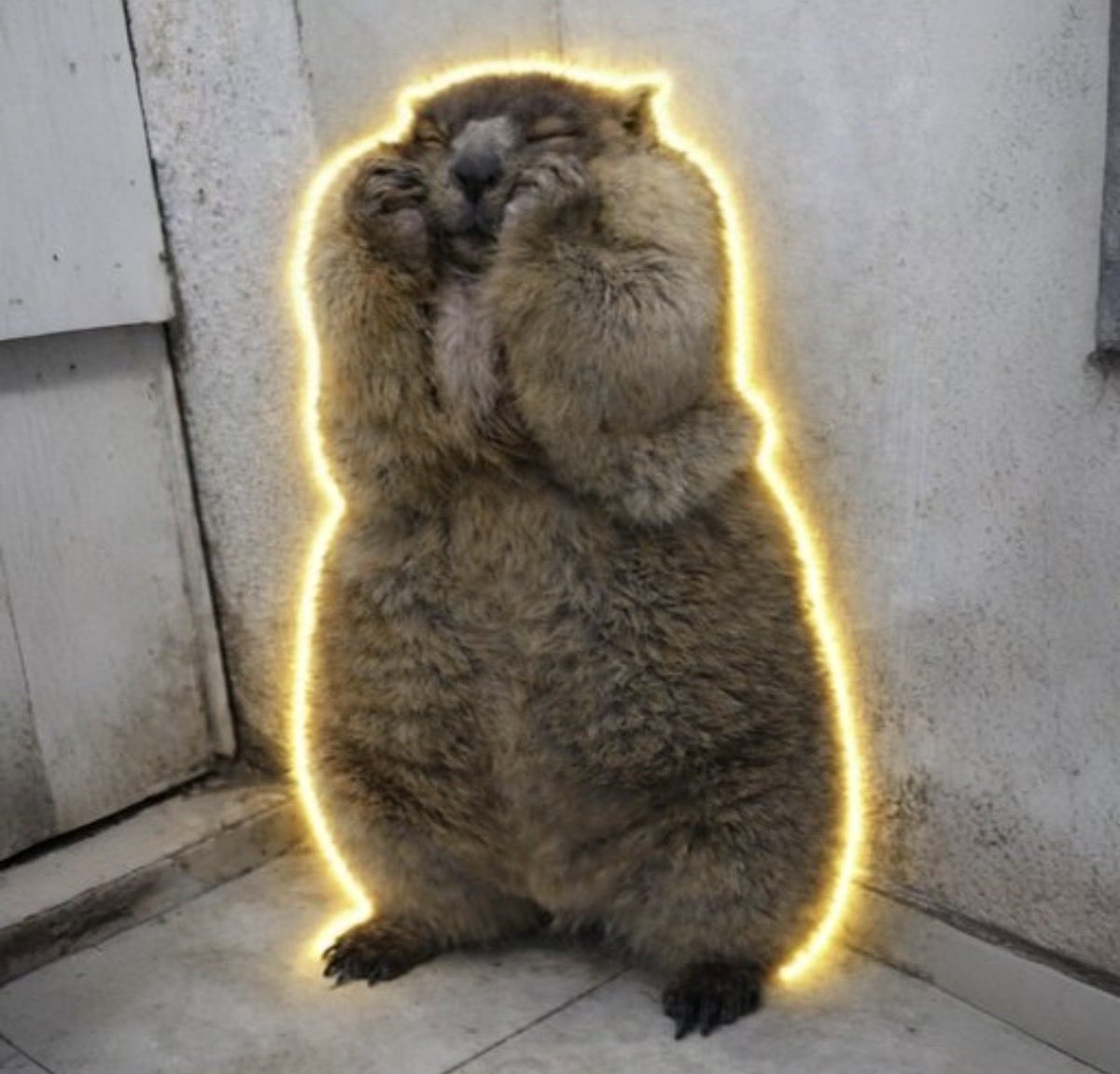 thanks to <a href="/printr/">Printr</a> we remembered how to work for our bags again. since launch day(4 days ago) we are growing slowly but organically.

18% $marmot already in staked, the community is actively working. i'm earned 2.5 $sol and bought back and staked again.

my feeling printr will be