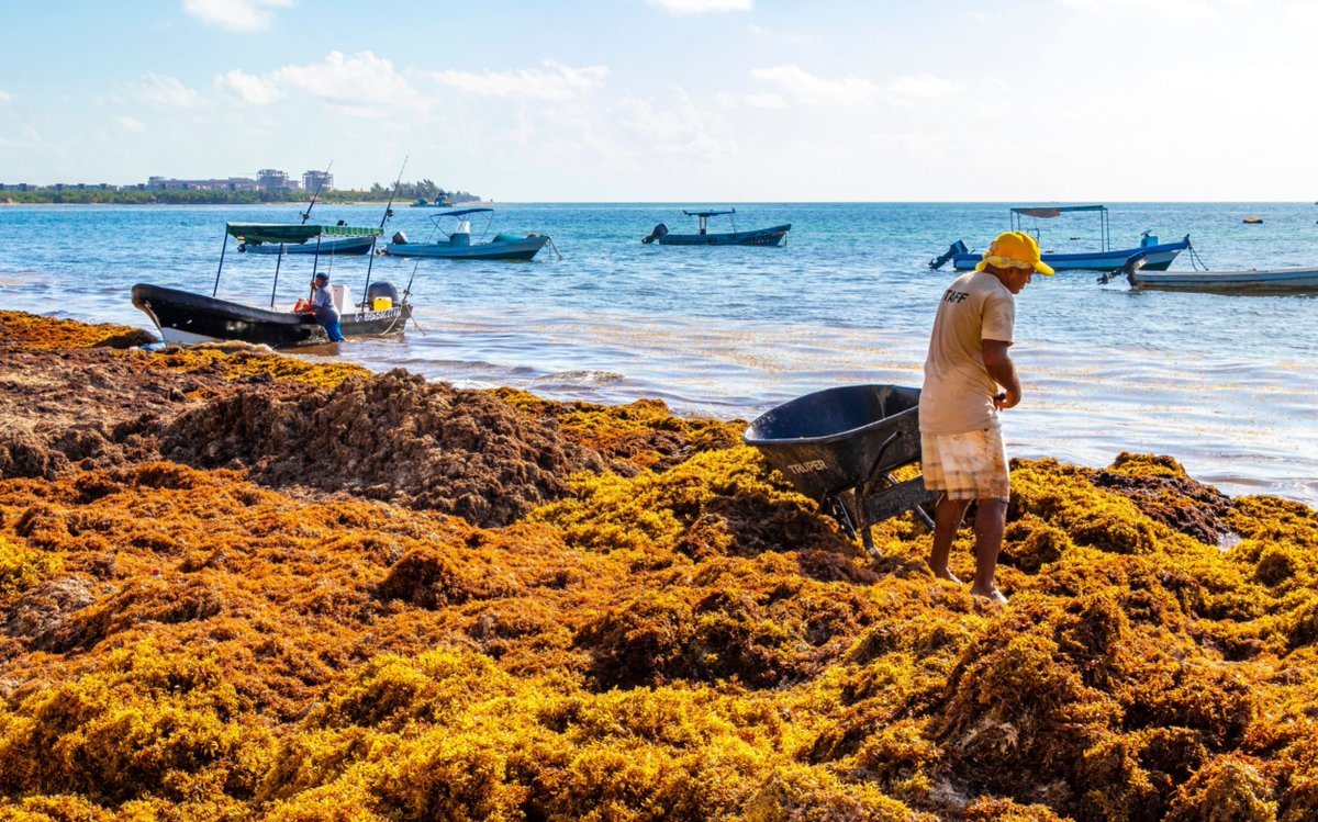 EarthDotCom's tweet image. Massive Sargassum blooms traced to an unexpected source dlvr.it/TS8SS4 #EarthDotCom #EarthSnap #Earth