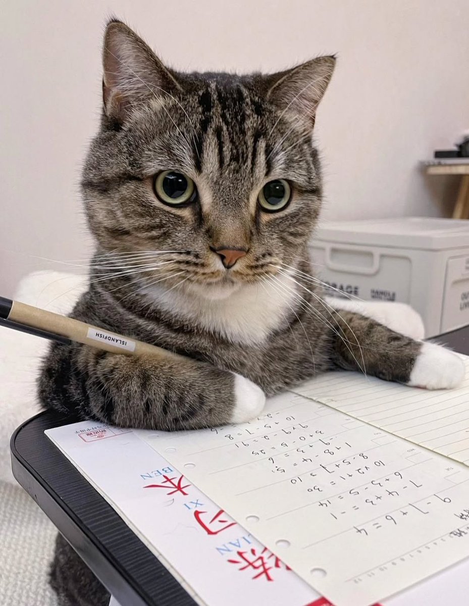 PostofcatsX's tweet photo. Genius kitty 😺 https://t.co/7Oxud7kcdC