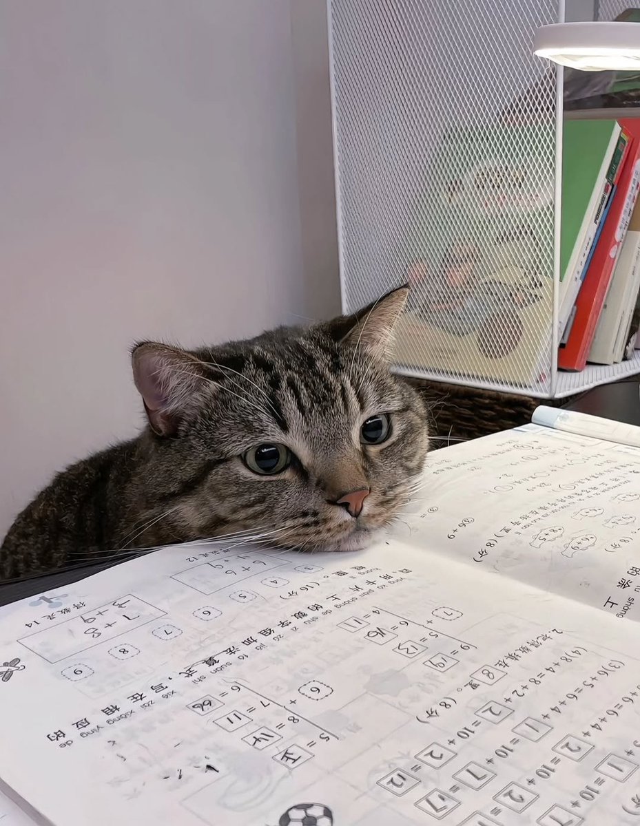 PostofcatsX's tweet photo. Genius kitty 😺 https://t.co/7Oxud7kcdC