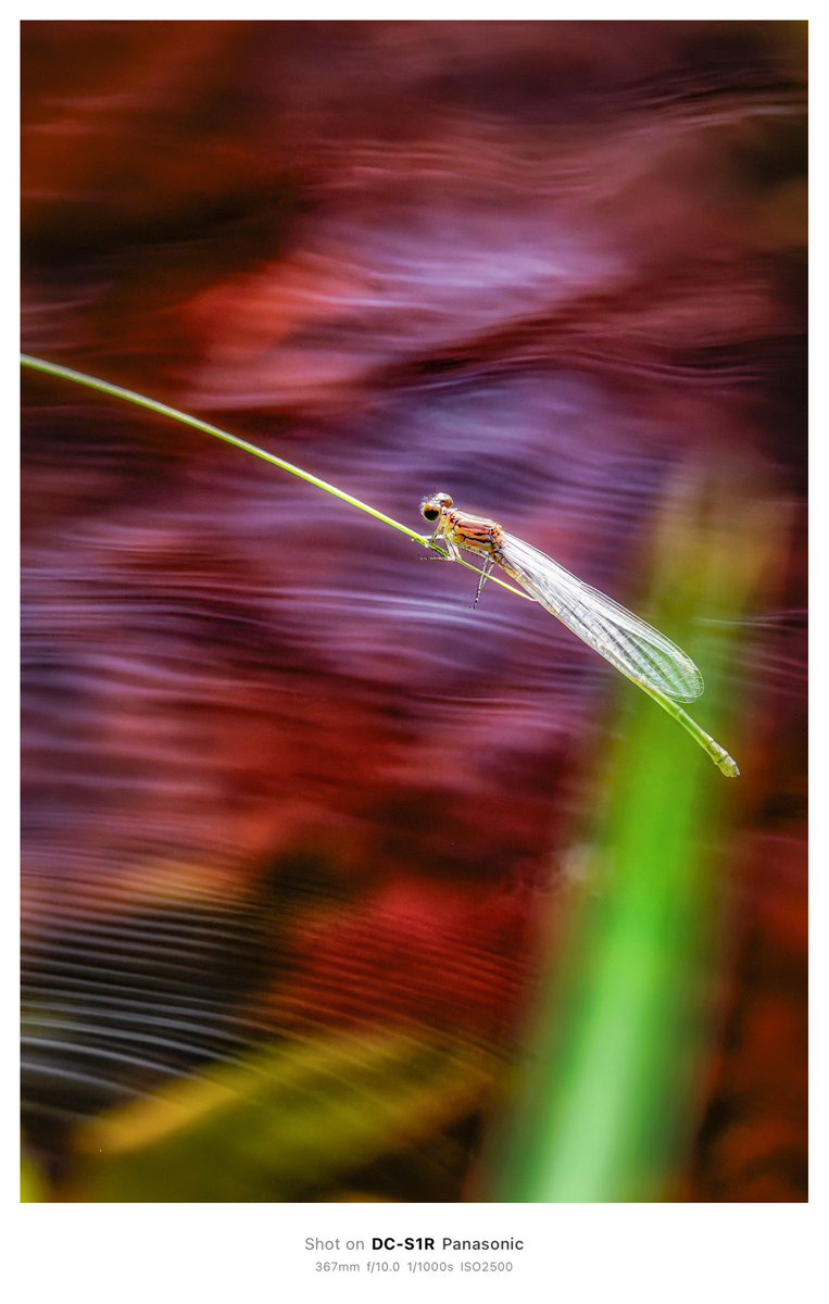 Hiro Morioka | カメラで描きたい人 tweet media