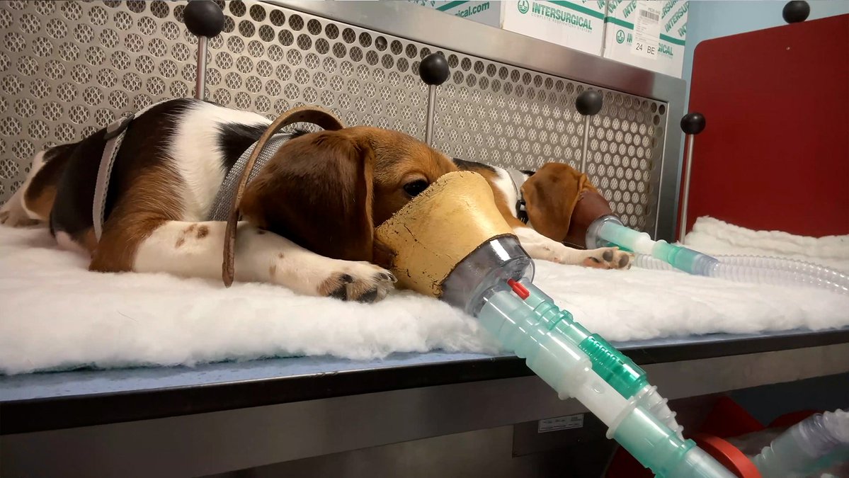 DavidBHerbert's tweet image. SHOCKING NEW EXPOSÉ OF UK TOXICOLOGY LABORATORIES.

#dogs
#Beagles

Animal Aid and Animals International have received new footage filmed inside UK laboratories in 2025 by a worker. It shows dogs, pigs, rabbits, rats and monkeys being used in routine, regulated testing. The