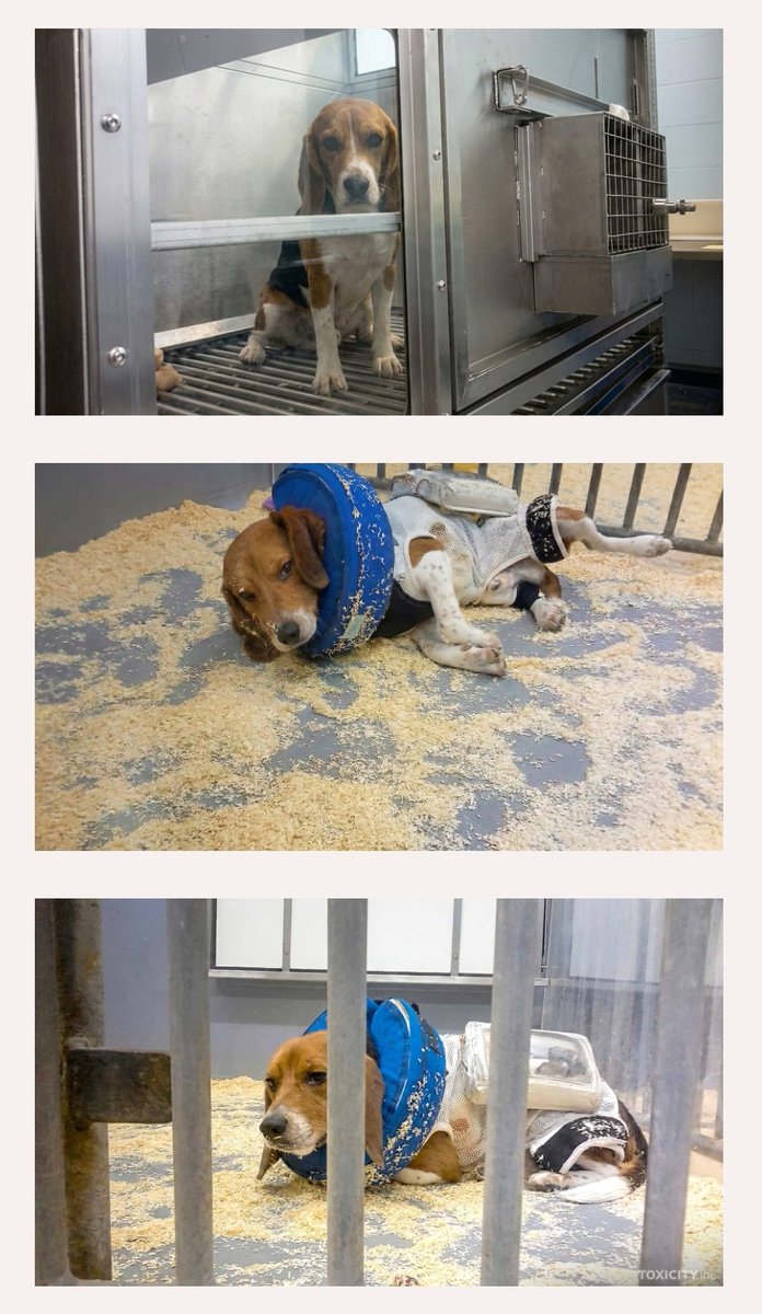 DavidBHerbert's tweet image. SHOCKING NEW EXPOSÉ OF UK TOXICOLOGY LABORATORIES.

#dogs
#Beagles

Animal Aid and Animals International have received new footage filmed inside UK laboratories in 2025 by a worker. It shows dogs, pigs, rabbits, rats and monkeys being used in routine, regulated testing. The