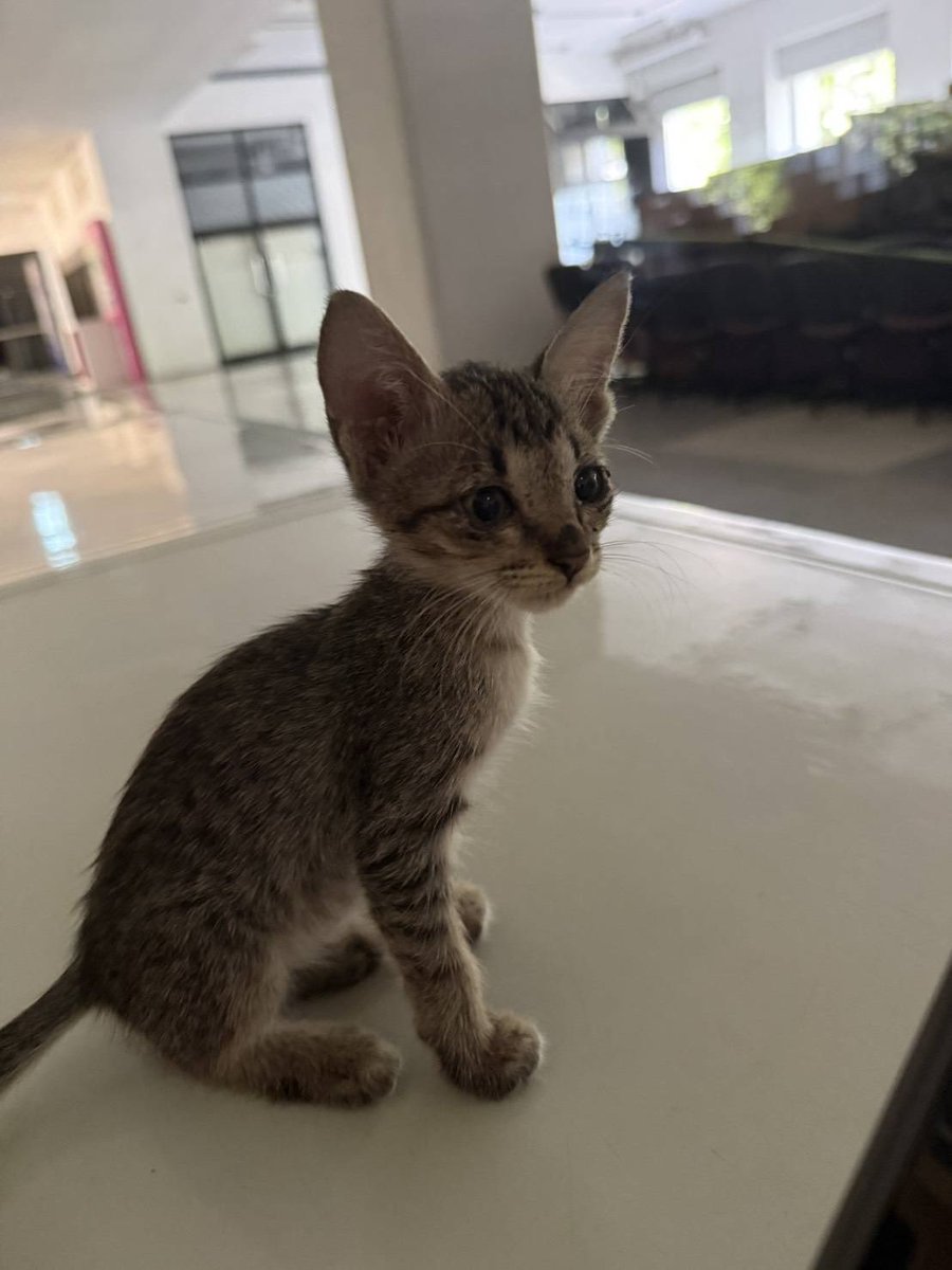 วันนี้เด็กชายปะแป้งไปถ่ายพยาธิ หยดยาป้องกันเห็บหมัดมาเรียบร้อยนะคะ✅ ใครสนใจน้องสอบถามได้น้า สามารถพาไปฉีดวัคซีน ตรวจโรคได้ค่ะ🥰 ใครอยากเติมพุงปลาเผาของแมวเด็ก ก็ต้องเลือกน้องปะแป้งแล้วน้าา