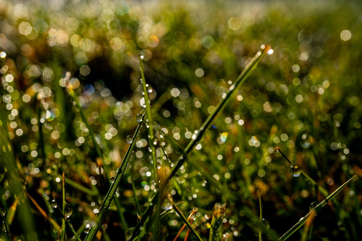 XmxHowes's tweet image. Check out my Raindrop Collection Available here linda-howes.pixels.com/featured/its-a…

#wallartforsale  #wallart #gifts #giftideas #raindrops #dew #bokeh #abstact #natureAbstract #grass #droplets #colorfulBokeh #creativePhotography #naturephotography #reflections