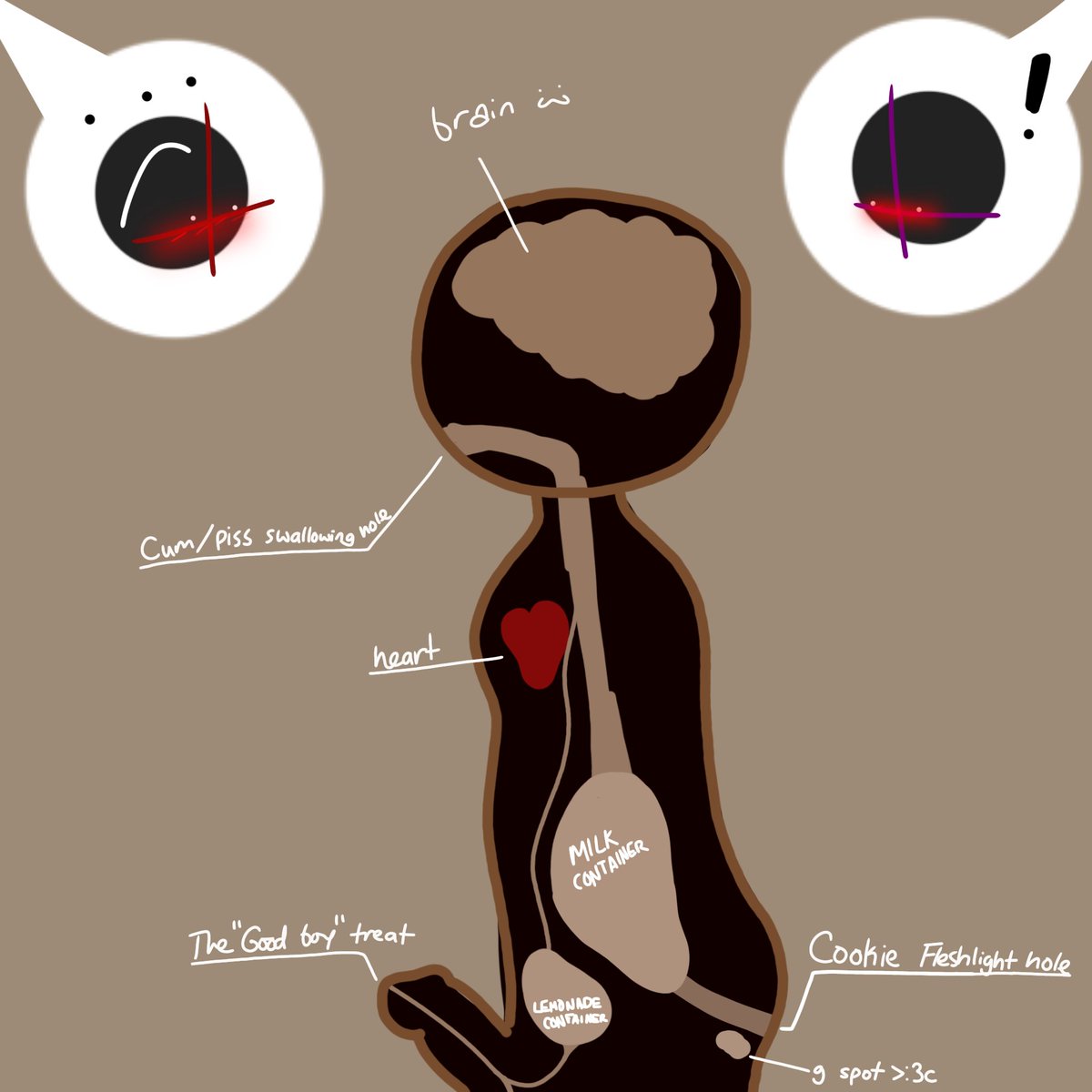 Cooki3 anatomy: