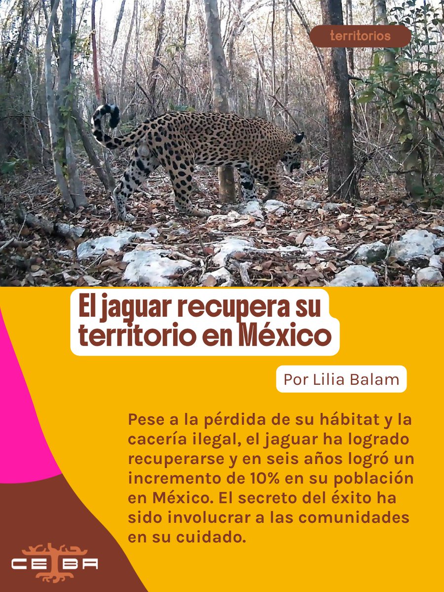 LaCeiba_Lat's tweet photo. 🐆 La población del jaguar en México creció 10 % en seis años gracias a esfuerzos de academia, ciencia, gobiernos y comunidades. Sin embargo, con 50 % de su hábitat perdido, urge proteger los corredores biológicos para salvar a este "dios" de la selva.

🌳 De ser un dios maya a enfrentar el tráfico ilegal y la fragmentación por el Tren Maya, el jaguar lucha por su hogar.

⚕️ Es el "doctor de la selva": su estado de salud refleja el estado de salud del ecosistema. 

👉 Amplía tu información en nuestra página web: https://t.co/XNf1yibQyI

#Jaguar #Selvas #Ecosistemas #TrenMaya #Mexico