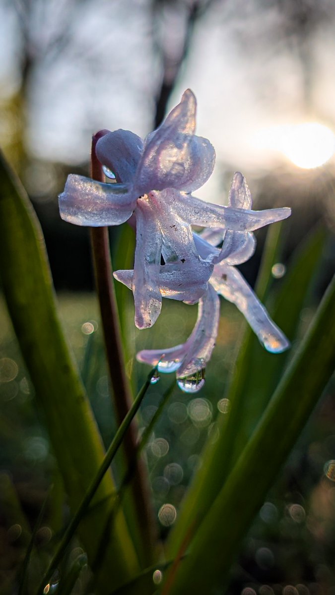 Dewy morning ☔ 🌞
#flower #waterdrops #droplets #raindrops #photography