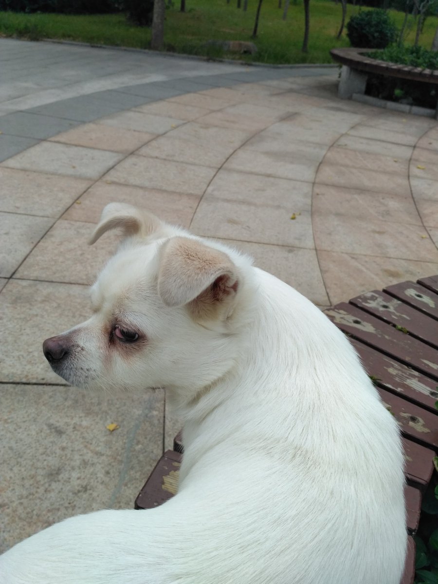 Shun11769's tweet photo. 康宝，拍立得的照片应该是哥2018年的时候给你拍的，后面的两张是2016年9月3号拍的，都快十年了啊。 https://t.co/hK8GSC43bS