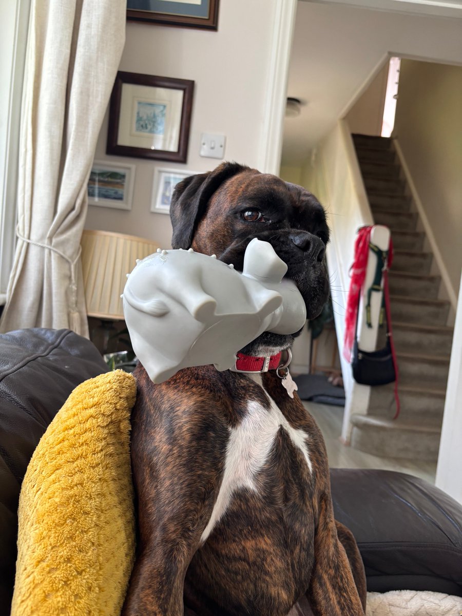 I have dumped my squeaky pig for a squeaky elephant