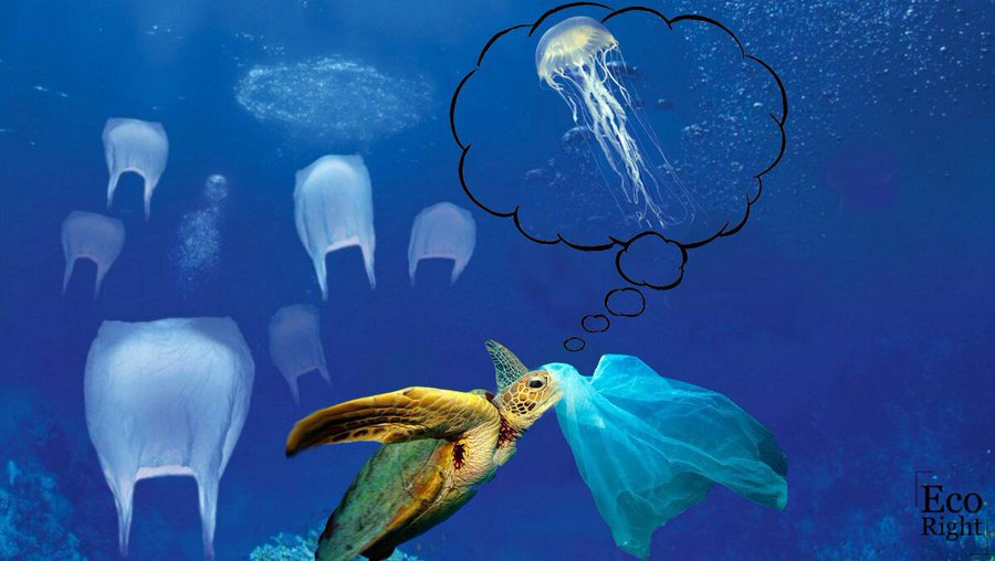 Sea turtles face a range of serious threats.

Plastic pollution is one, with bags often mistaken for jellyfish. If swallowed, it can block their digestive system and lead to starvation.

Even more significant globally is fishing gear. Bycatch and lost nets can entangle turtles,