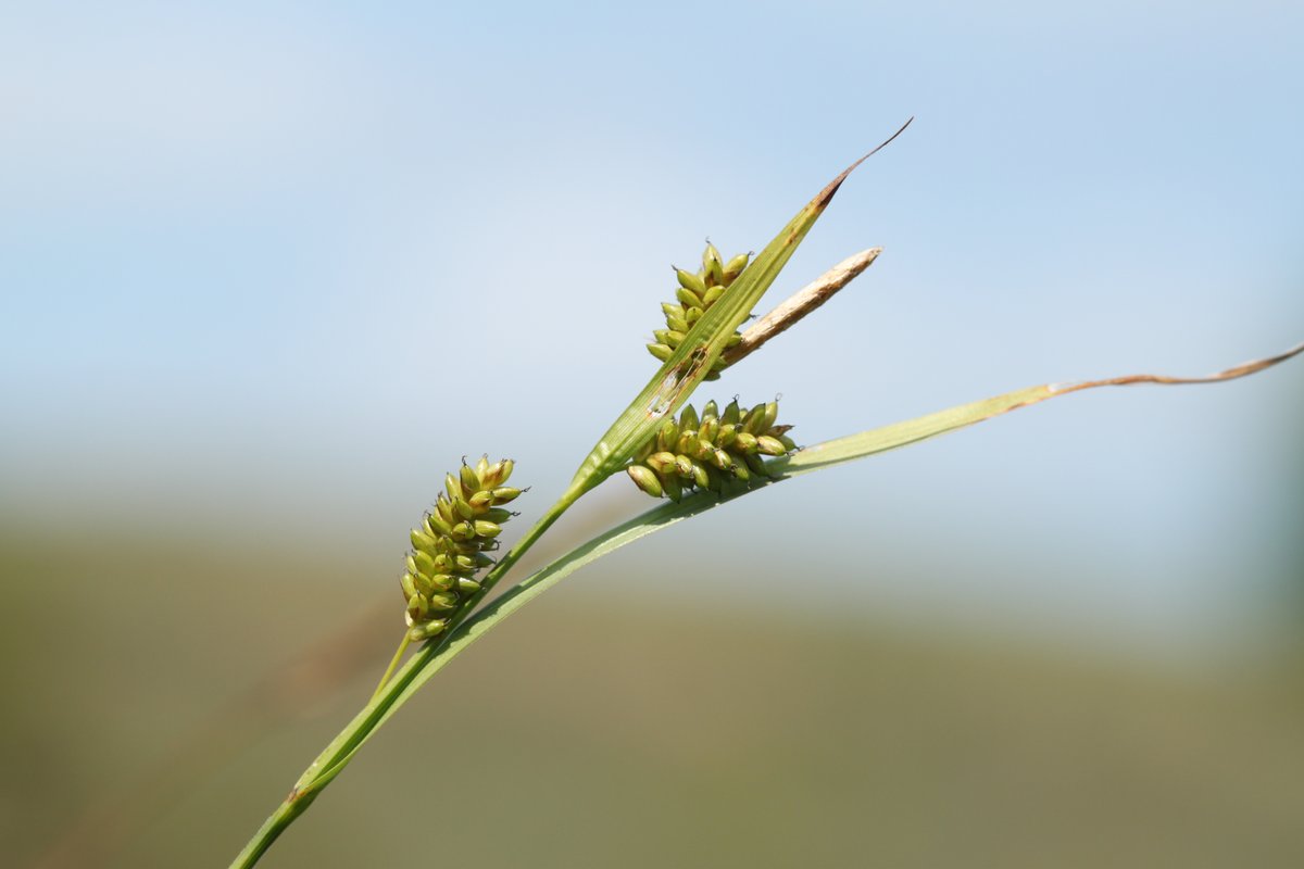 National Plant Monitoring Scheme tweet media
