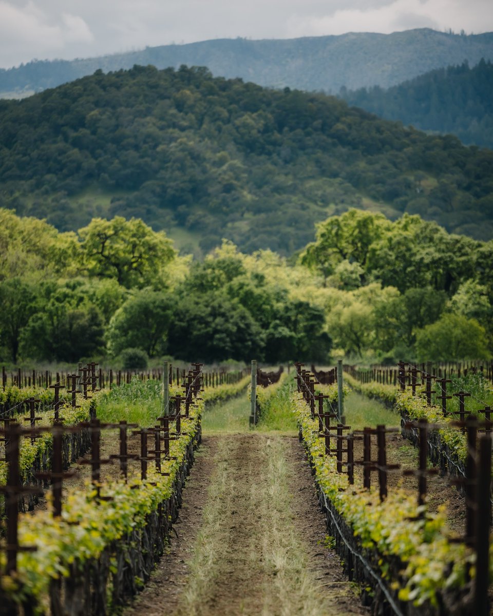 Live In The Vineyard Goes Country tweet media